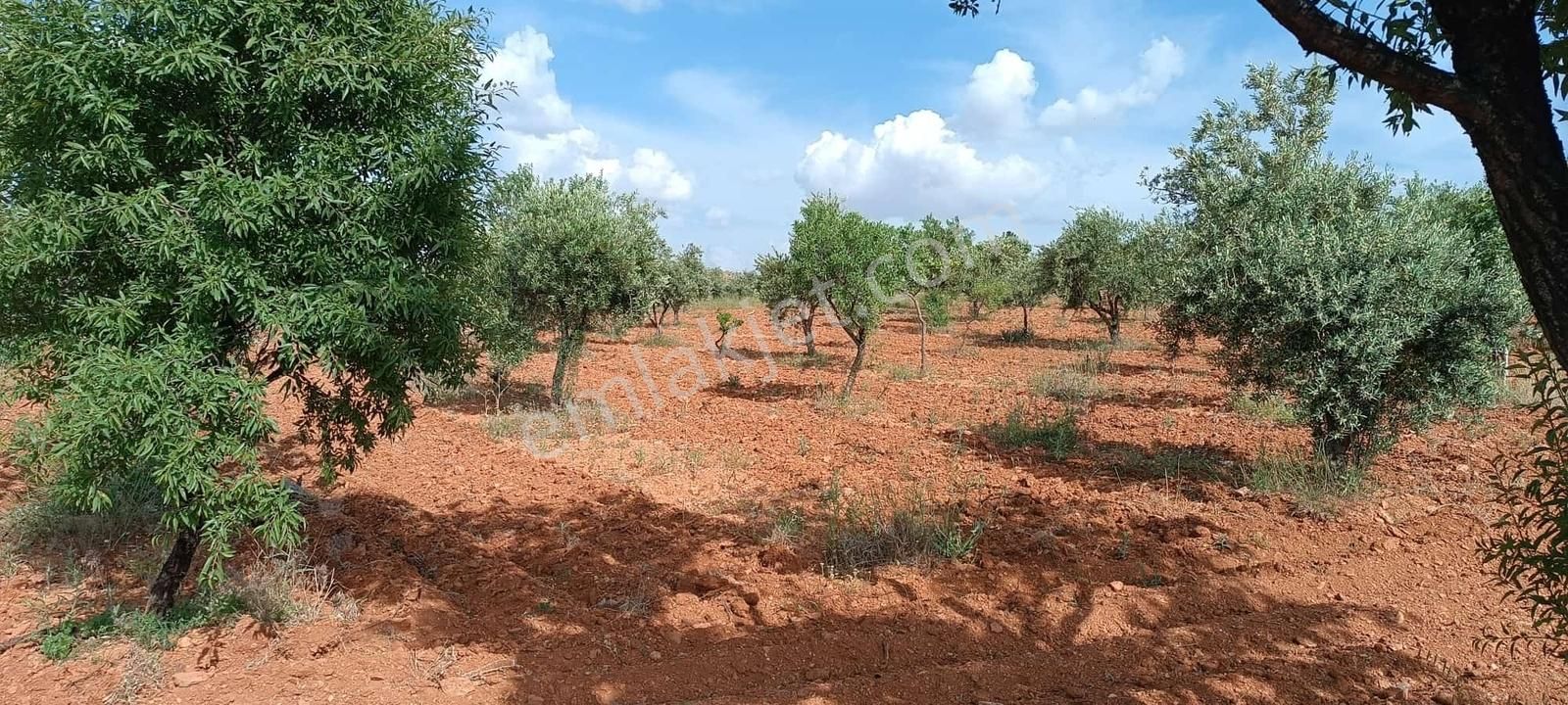 Oğuzeli Subaşında Fıstık Zeytin Bahçesi