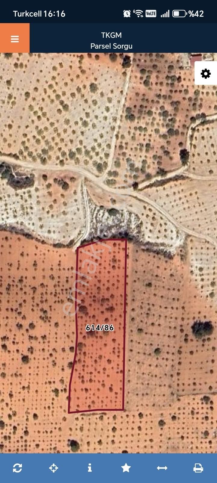 Oğuzeli Subaşında Fıstık Zeytin Bahçesi - Görsel 8