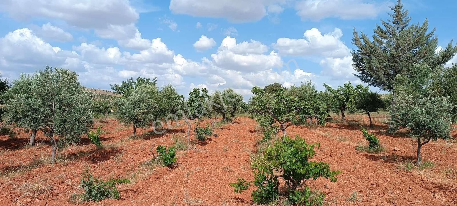 Oğuzeli Subaşında Fıstık Zeytin Bahçesi - Görsel 4