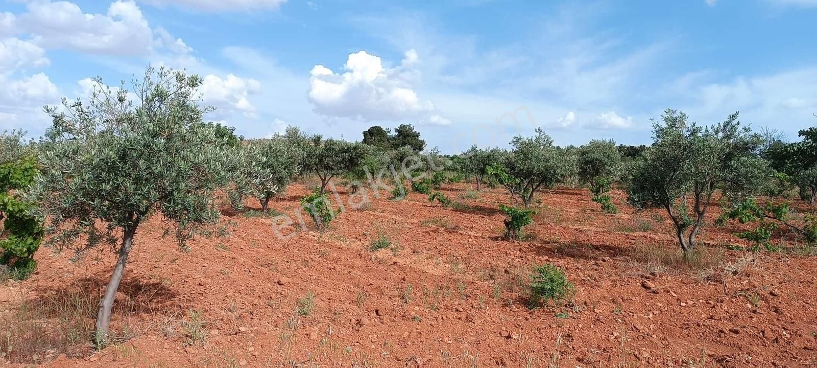 Oğuzeli Subaşında Fıstık Zeytin Bahçesi - Görsel 7