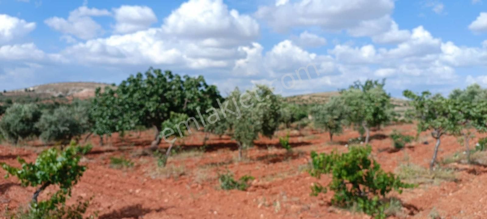 Oğuzeli Subaşında Fıstık Zeytin Bahçesi - Görsel 3