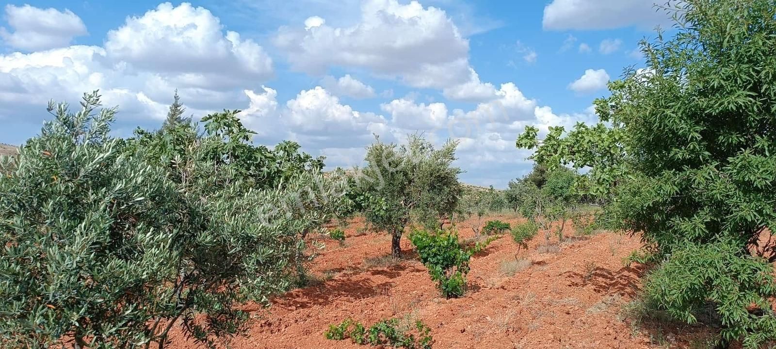 Oğuzeli Subaşında Fıstık Zeytin Bahçesi - Görsel 2