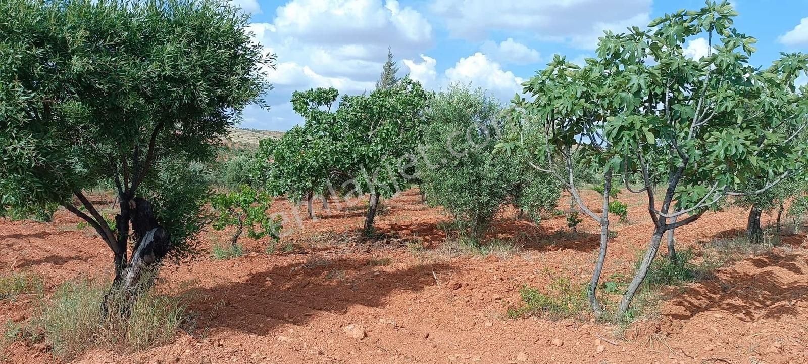 Oğuzeli Subaşında Fıstık Zeytin Bahçesi - Görsel 6