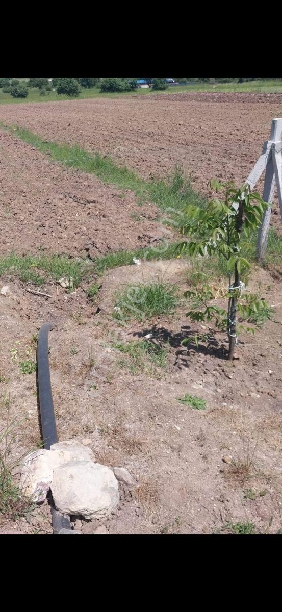 Gökçeyazı Köseağalar Mevki Satılık 2812 M2 Hobi Bahçesi - Görsel 6