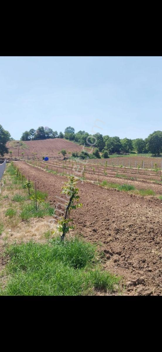 Gökçeyazı Köseağalar Mevki Satılık 2812 M2 Hobi Bahçesi - Görsel 4