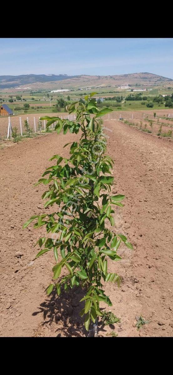 Gökçeyazı Köseağalar Mevki Satılık 2812 M2 Hobi Bahçesi - Görsel 13