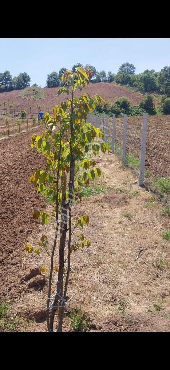Gökçeyazı Köseağalar Mevki Satılık 2812 M2 Hobi Bahçesi - Görsel 12