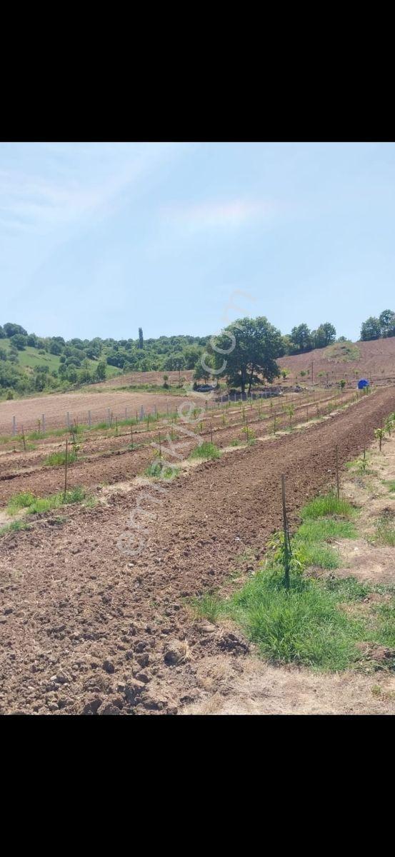 Gökçeyazı Köseağalar Mevki Satılık 2812 M2 Hobi Bahçesi - Görsel 3