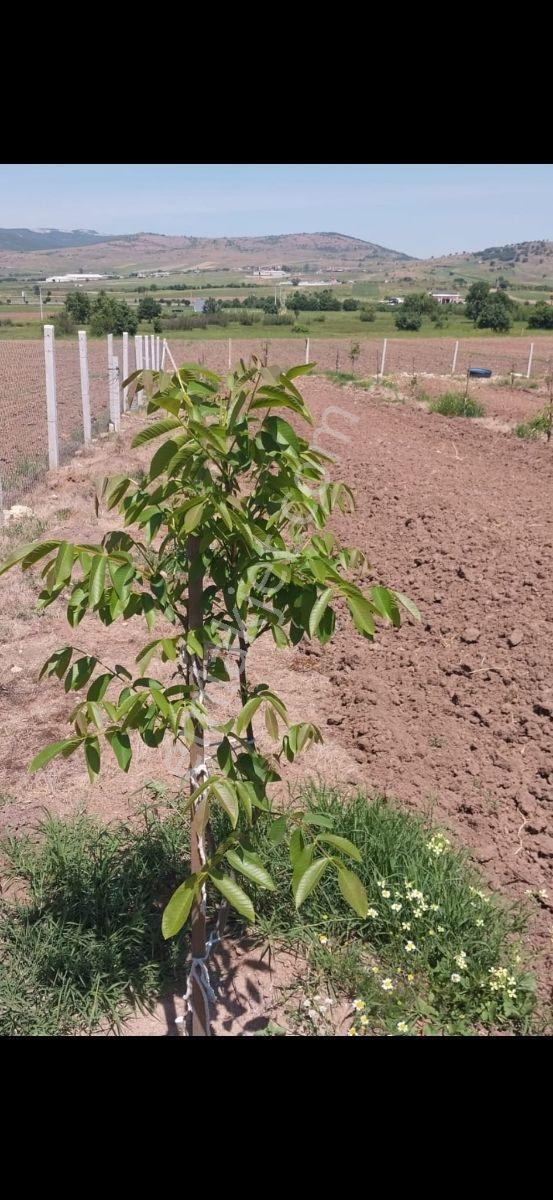 Gökçeyazı Köseağalar Mevki Satılık 2812 M2 Hobi Bahçesi - Görsel 2