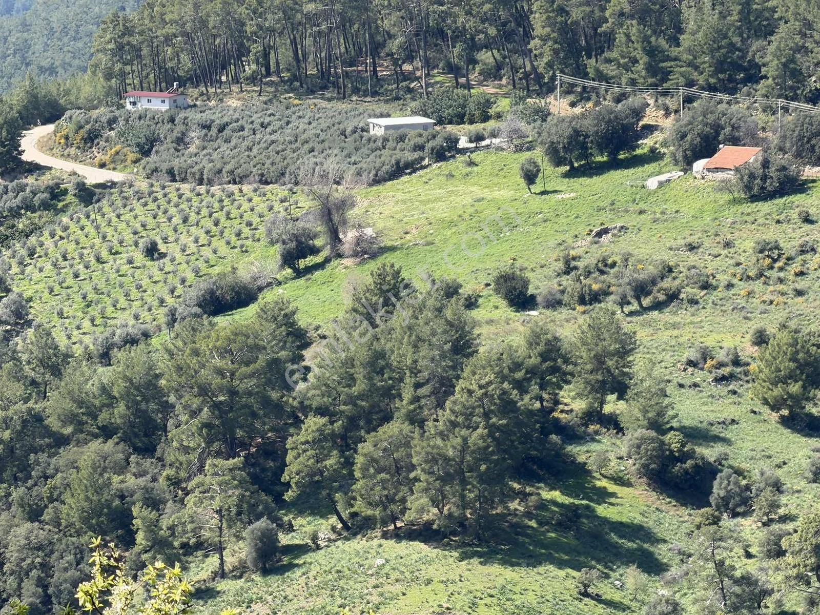 07 Truva Emlaktan Kumluca İncircik Köyünde Satılık Tarla - Görsel 28
