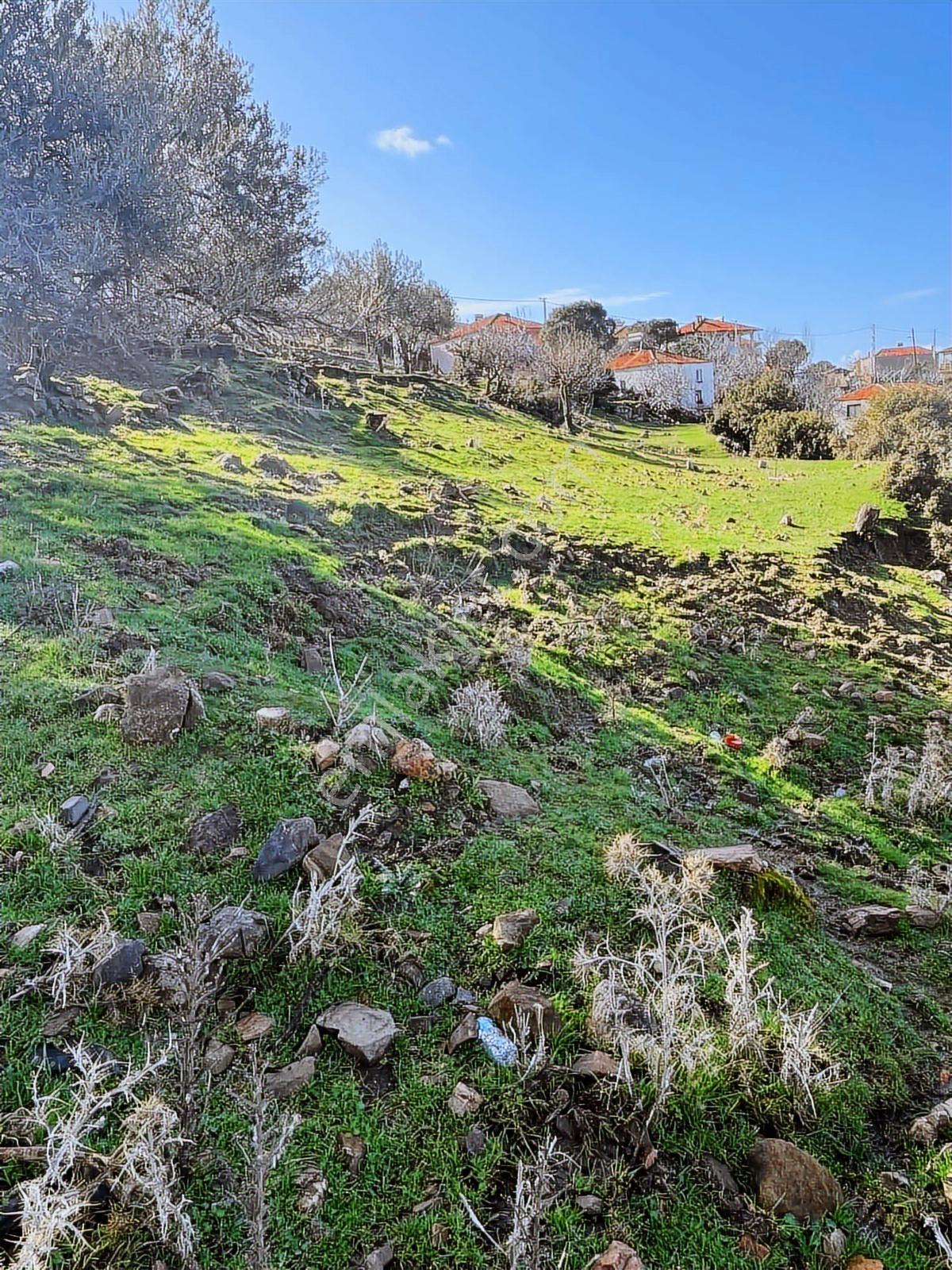 Ayvalıkta Doğayla İç İçe Deniz Manzaralı Bir Yaşam - Görsel 7