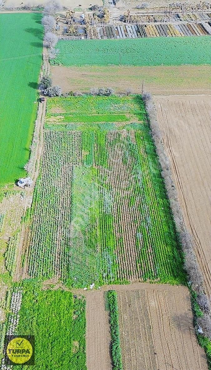 Ödemiş Yeniceköy Mh. Verimli Toprağa Sahip 6.000m² Satılık Tarla - Görsel 6