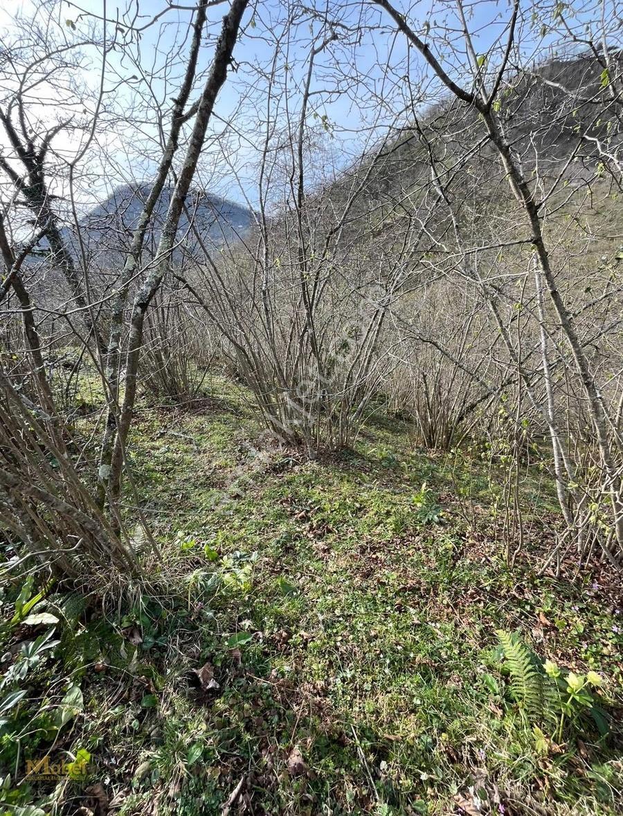 Mabel'den Bolaman Laleli'de 5300 M2 Satılık Fındık Bahçesi - Görsel 6
