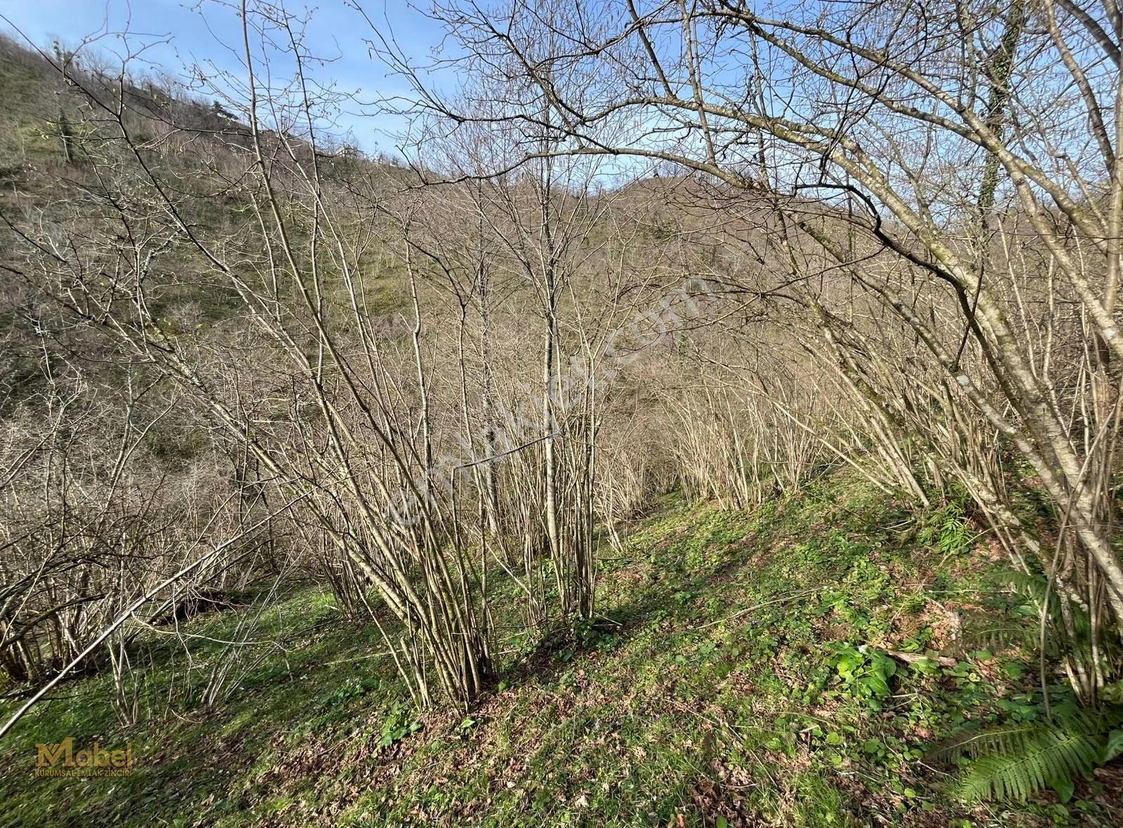 Mabel'den Bolaman Laleli'de 5300 M2 Satılık Fındık Bahçesi - Görsel 12