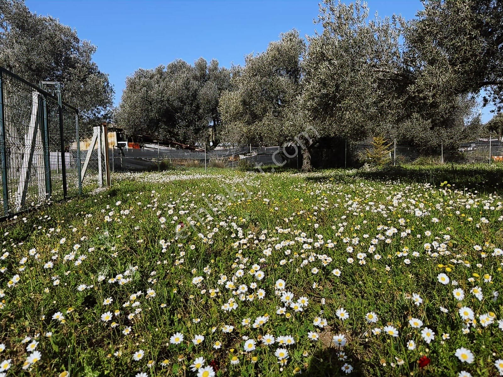 Urla Zeytinelinde Satılık Zeytin Ağaçlı Tarla | Müstakil Parsel - Görsel 21