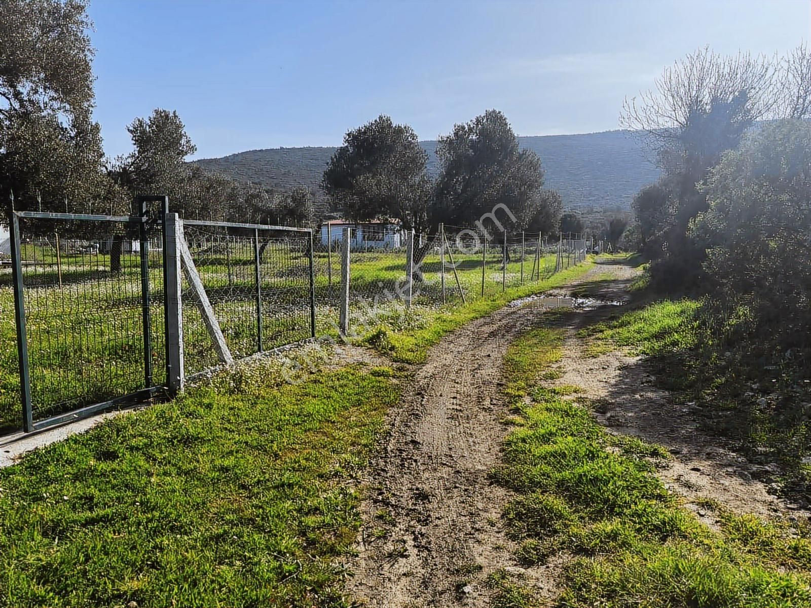 Urla Zeytinelinde Satılık Zeytin Ağaçlı Tarla | Müstakil Parsel - Görsel 22