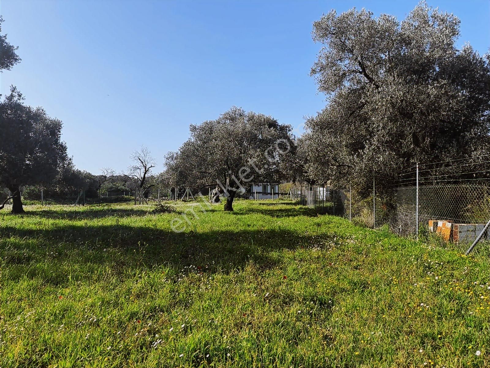 Urla Zeytinelinde Satılık Zeytin Ağaçlı Tarla | Müstakil Parsel - Görsel 14