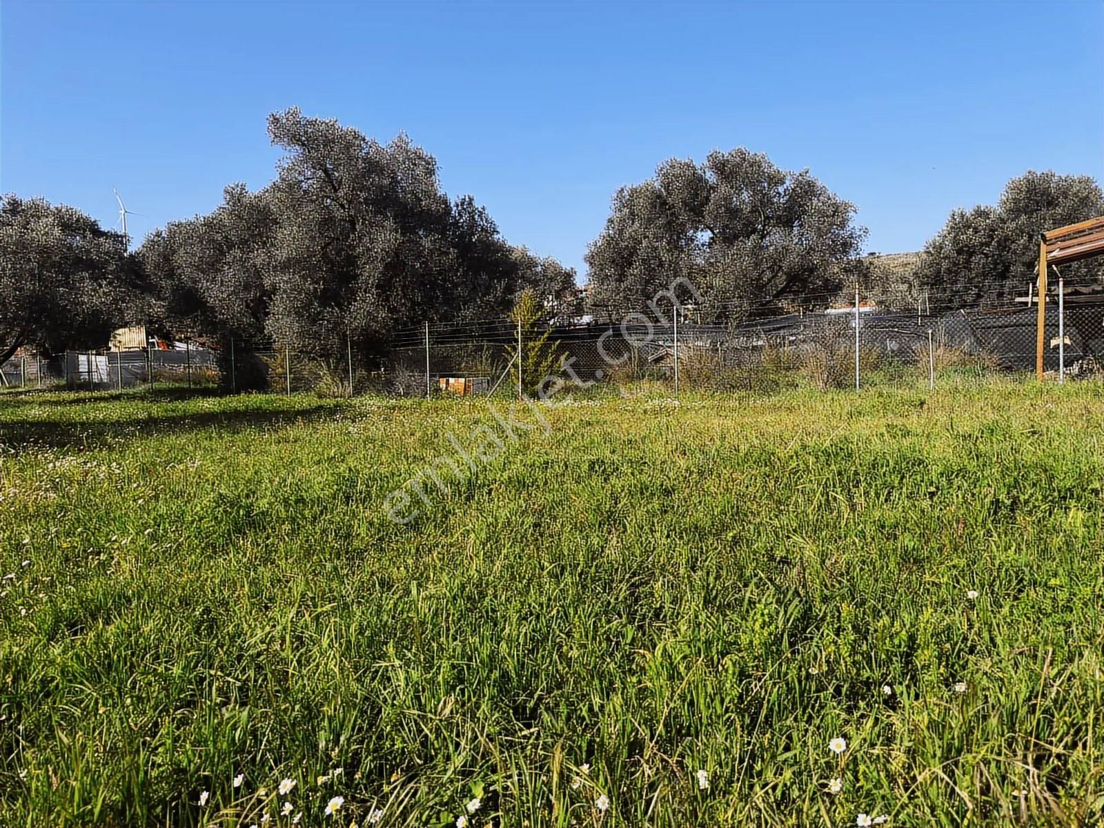 Urla Zeytinelinde Satılık Zeytin Ağaçlı Tarla | Müstakil Parsel - Görsel 18