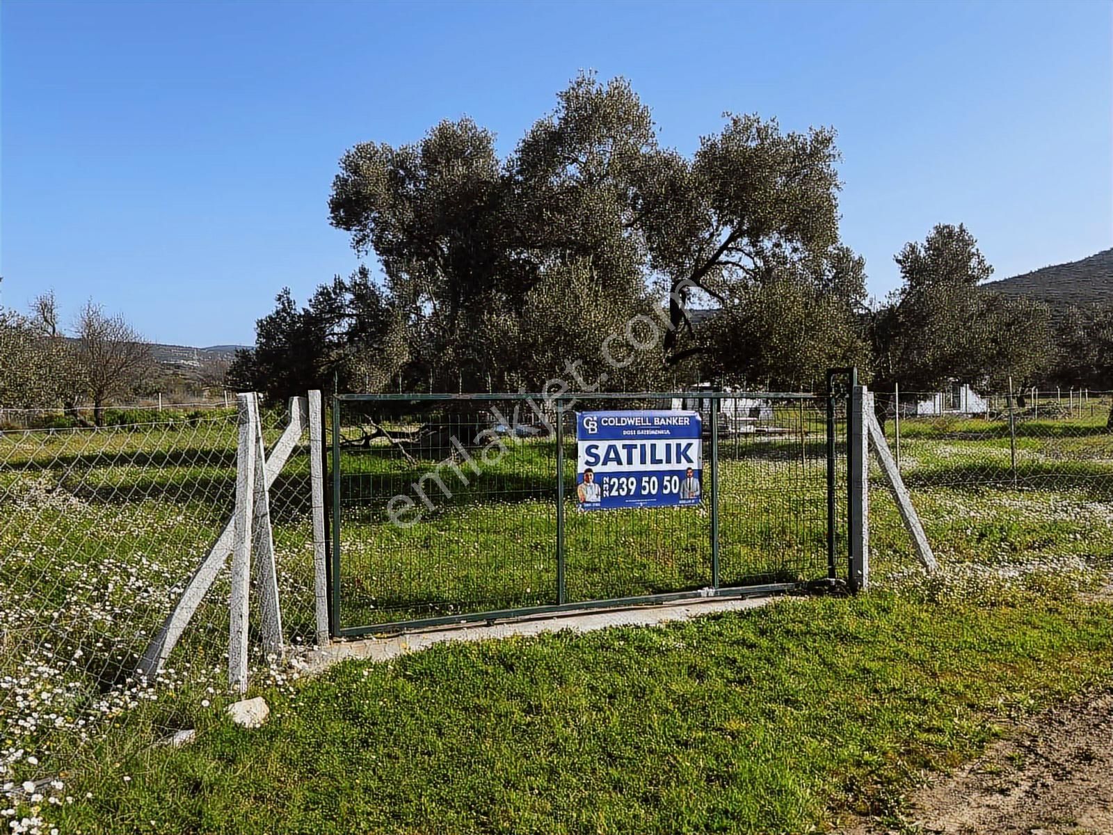 Urla Zeytinelinde Satılık Zeytin Ağaçlı Tarla | Müstakil Parsel - Görsel 7