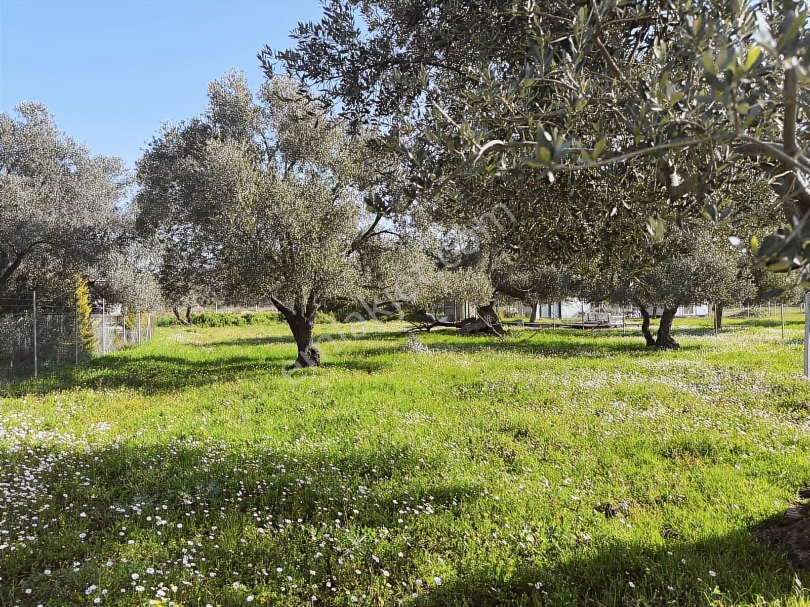 Urla Zeytinelinde Satılık Zeytin Ağaçlı Tarla | Müstakil Parsel - Görsel 12