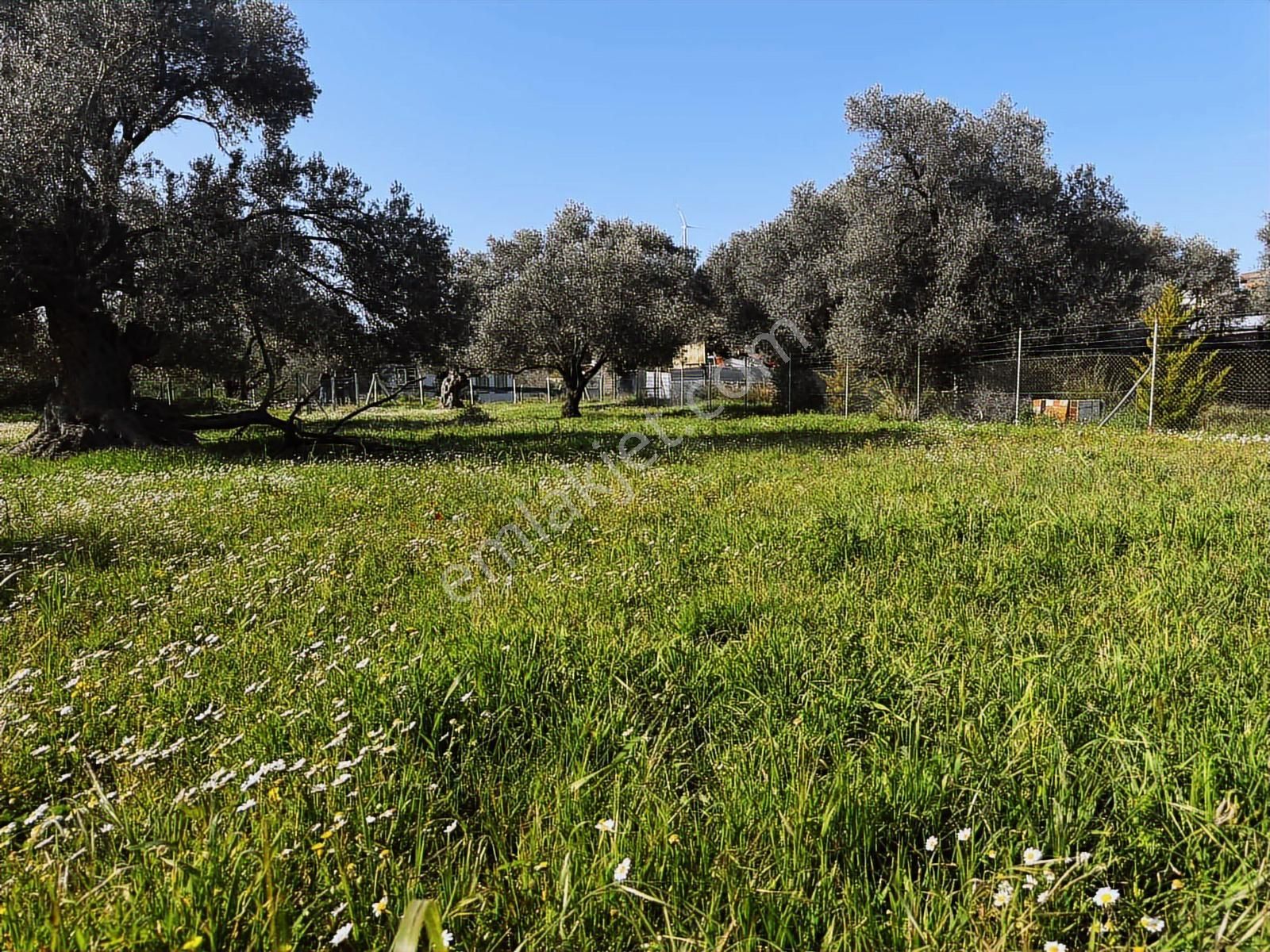 Urla Zeytinelinde Satılık Zeytin Ağaçlı Tarla | Müstakil Parsel - Görsel 19