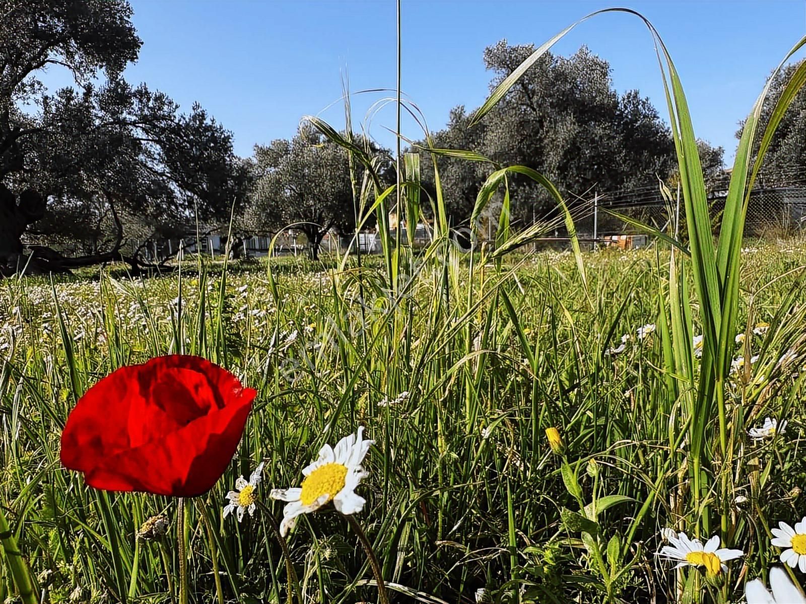 Urla Zeytinelinde Satılık Zeytin Ağaçlı Tarla | Müstakil Parsel - Görsel 24