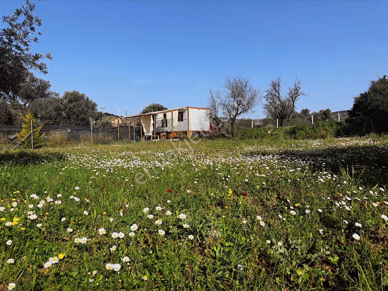 Urla Zeytinelinde Satılık Zeytin Ağaçlı Tarla | Müstakil Parsel - Görsel 4