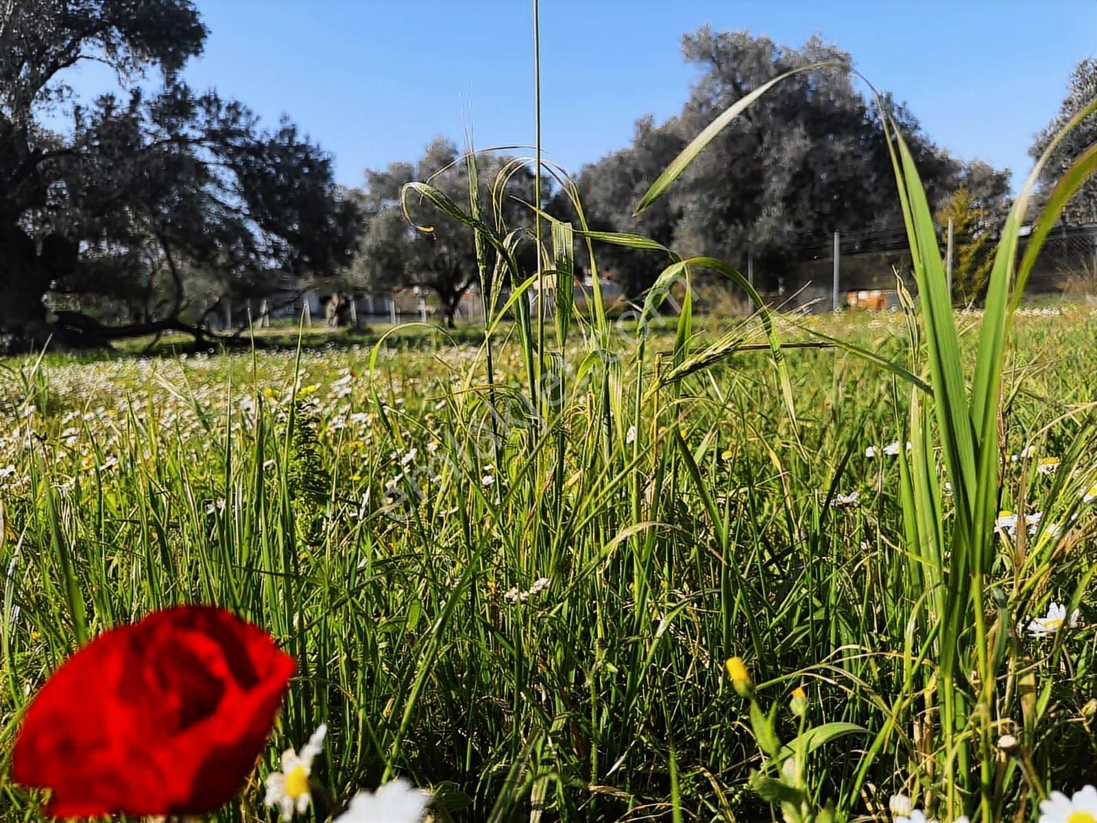 Urla Zeytinelinde Satılık Zeytin Ağaçlı Tarla | Müstakil Parsel - Görsel 23