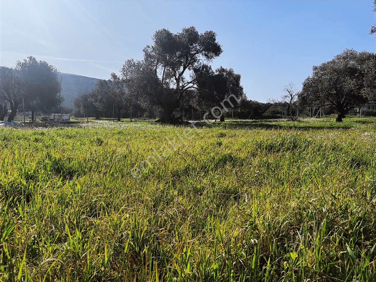 Urla Zeytinelinde Satılık Zeytin Ağaçlı Tarla | Müstakil Parsel - Görsel 17