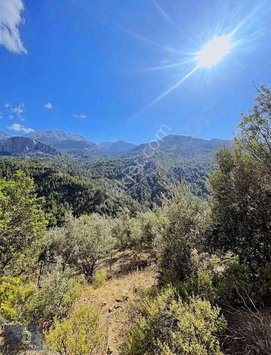 Alanya Gündoğmuş Eskibağ Mah. 4.978m2 Tarla - Görsel 2