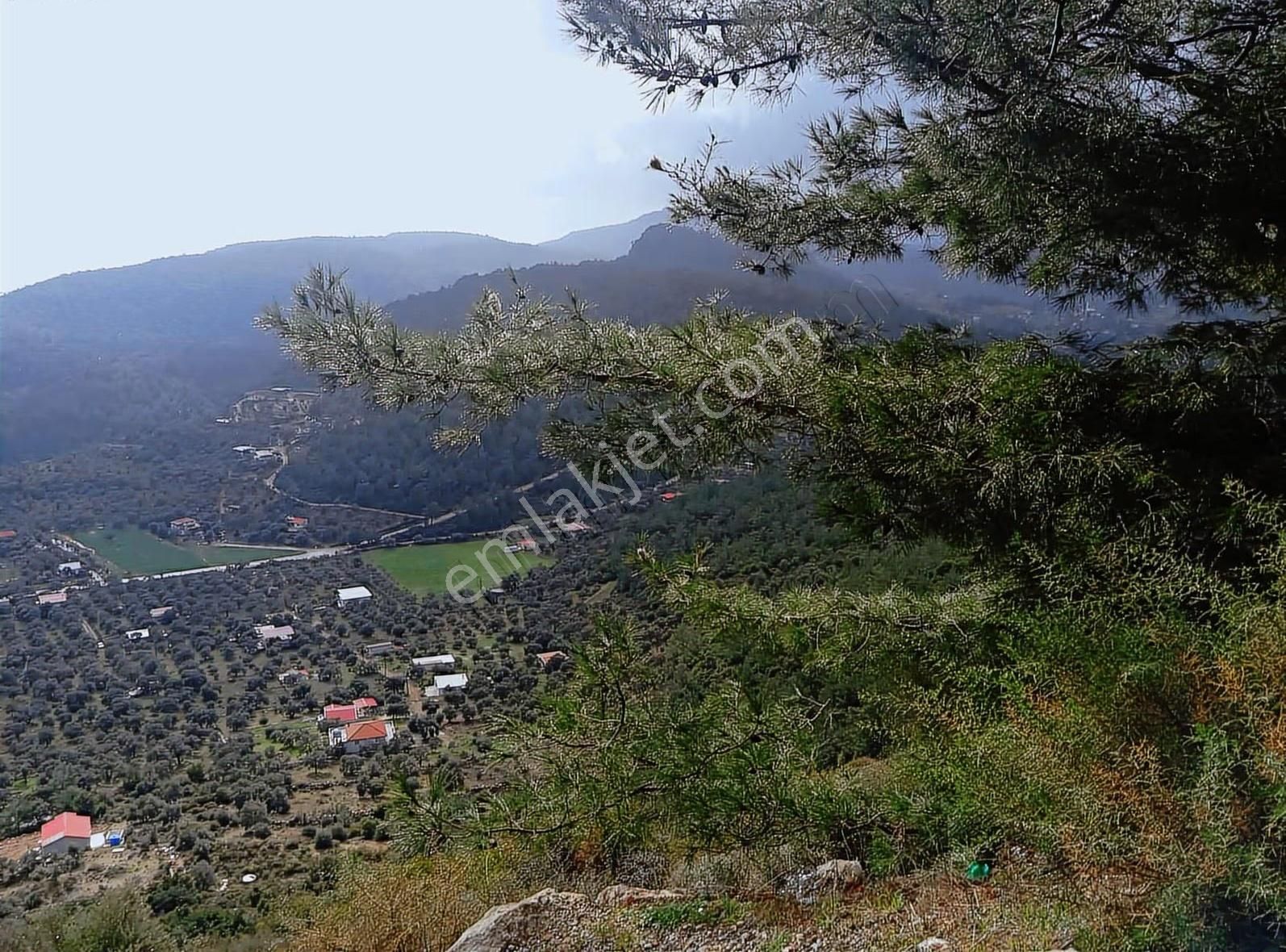 Zeytinlik Tarla Toprağım Olsun Diyene