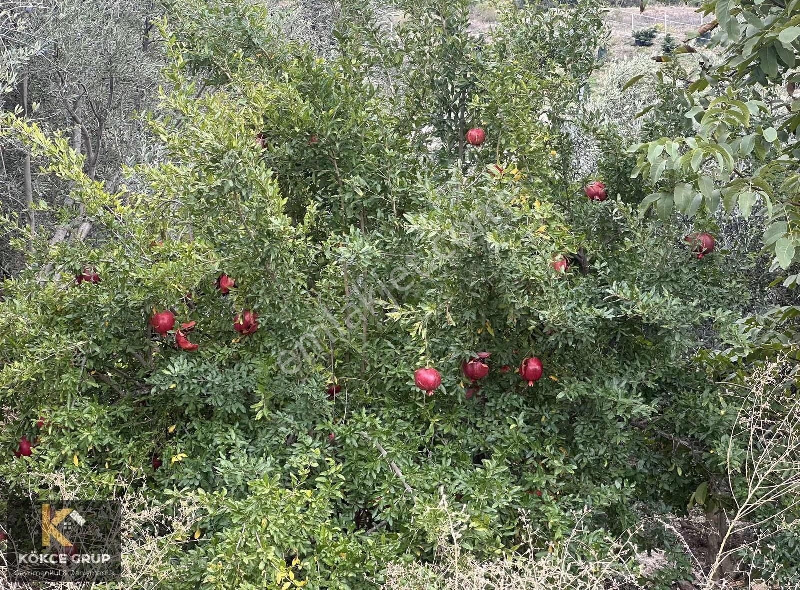 Kökce'den Erentepe Mah. Köy İçerisinde Satılık Müstakil Parsel - Görsel 7