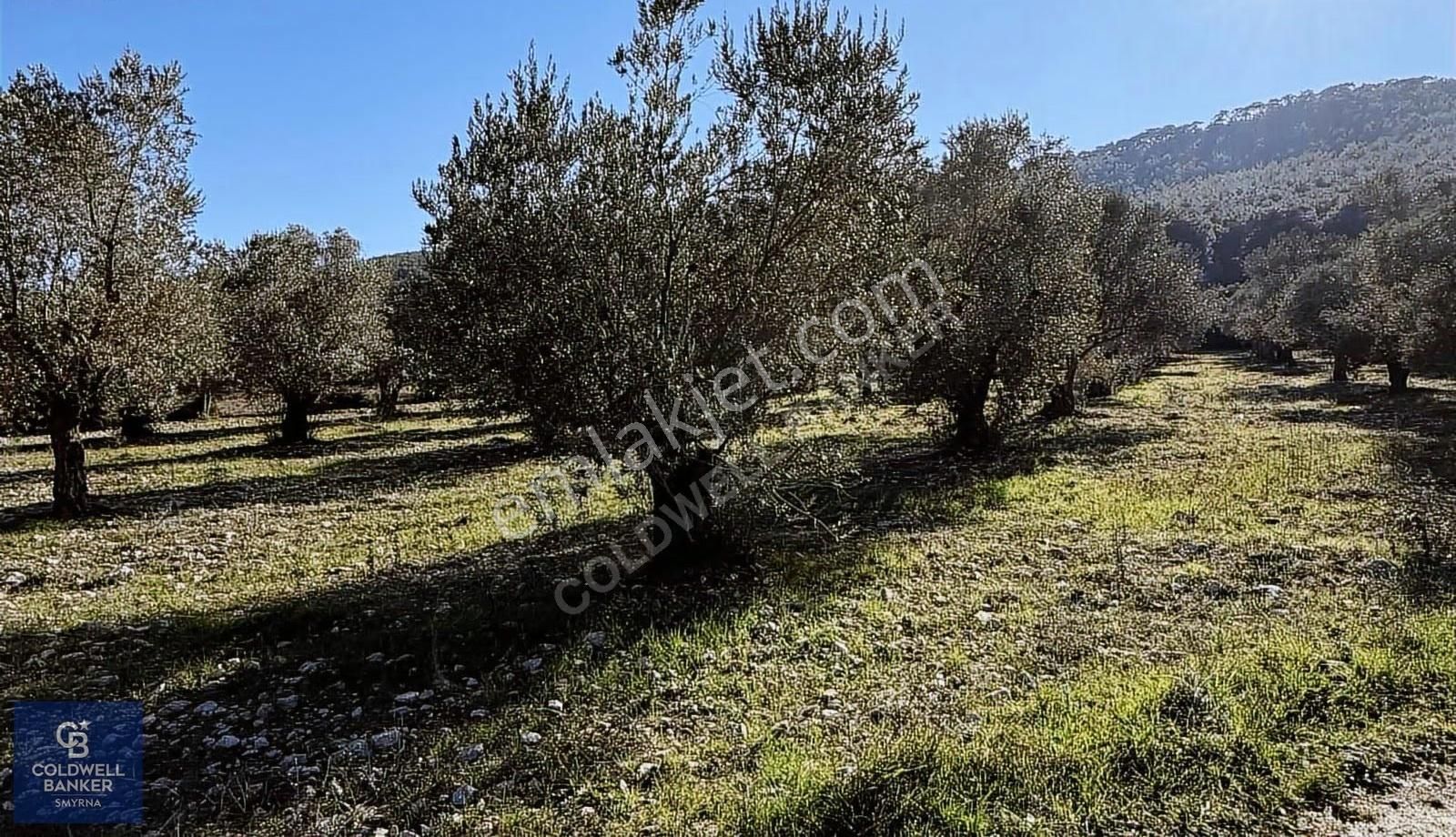 Urla Zeytinlerde Yola Cepheli 7503 M2 Zeytin Ağaçlı Tarla - Görsel 9