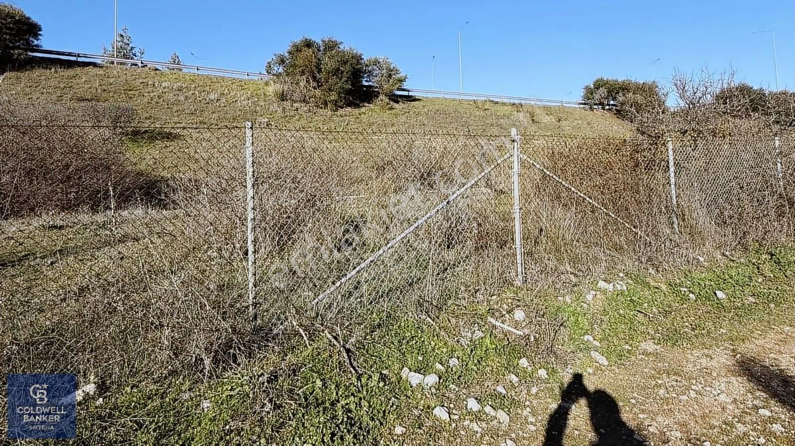 Urla Zeytinlerde Yola Cepheli 7503 M2 Zeytin Ağaçlı Tarla - Görsel 11