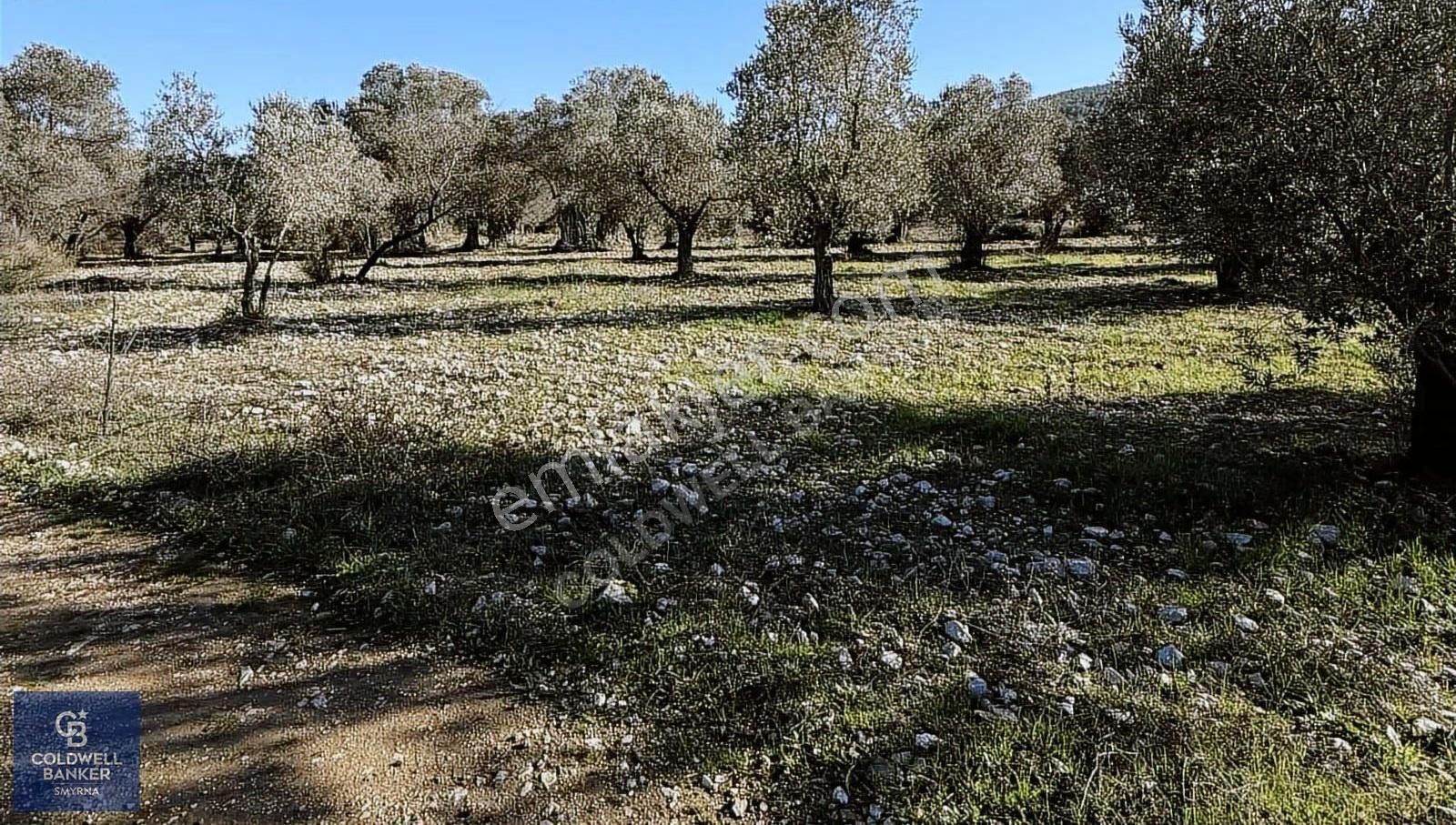 Urla Zeytinlerde Yola Cepheli 7503 M2 Zeytin Ağaçlı Tarla - Görsel 5