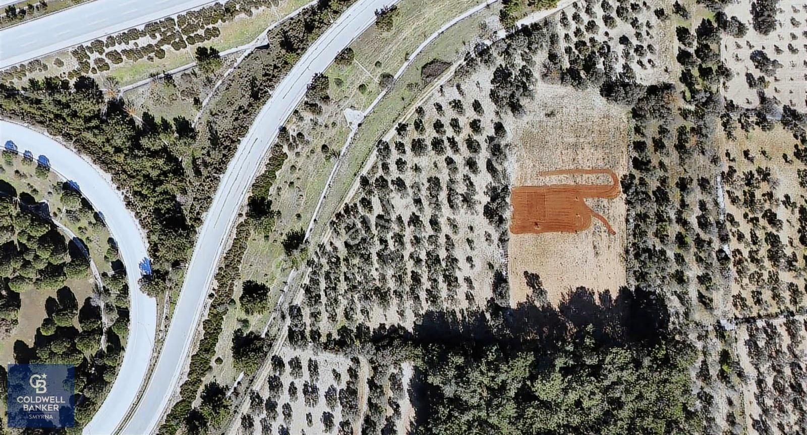 Urla Zeytinlerde Yola Cepheli 7503 M2 Zeytin Ağaçlı Tarla - Görsel 8