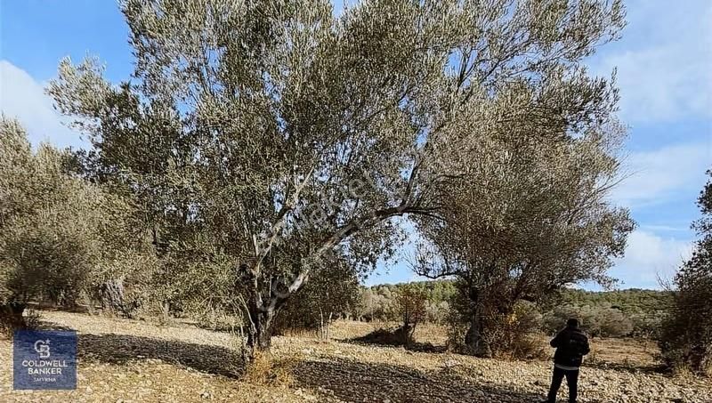 Urla Zeytinlerde Yola Cepheli 7503 M2 Zeytin Ağaçlı Tarla - Görsel 16