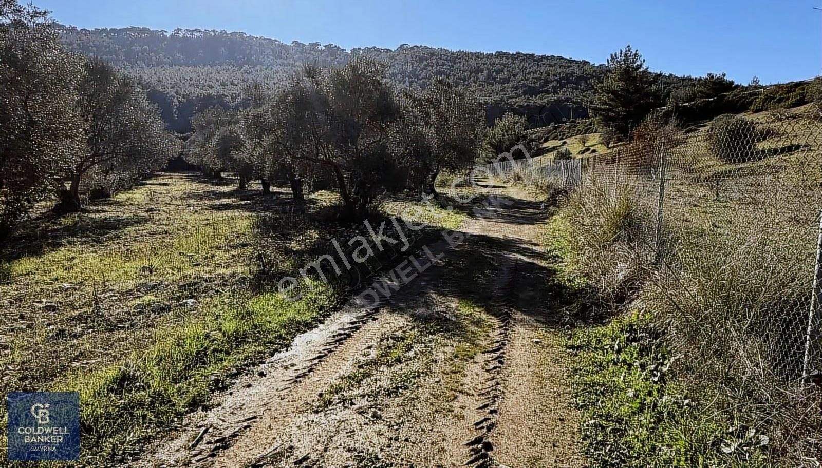 Urla Zeytinlerde Yola Cepheli 7503 M2 Zeytin Ağaçlı Tarla - Görsel 14