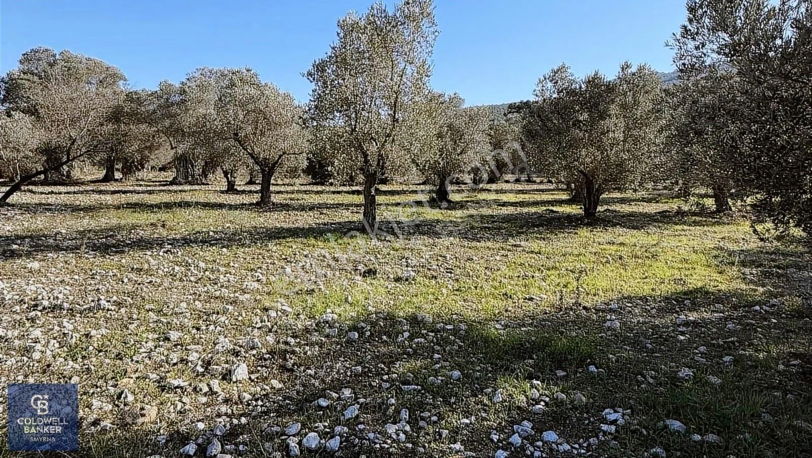 Urla Zeytinlerde Yola Cepheli 7503 M2 Zeytin Ağaçlı Tarla - Görsel 19