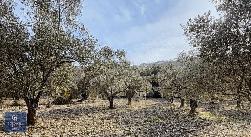 Urla Zeytinlerde Yola Cepheli 7503 M2 Zeytin Ağaçlı Tarla - Görsel 17