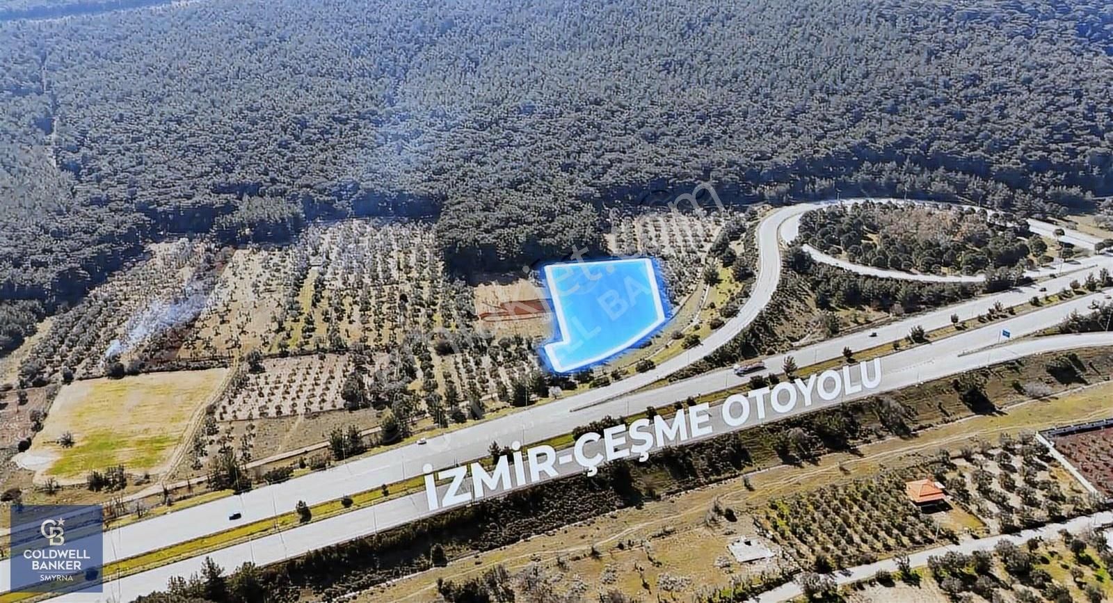 Urla Zeytinlerde Yola Cepheli 7503 M2 Zeytin Ağaçlı Tarla - Görsel 3