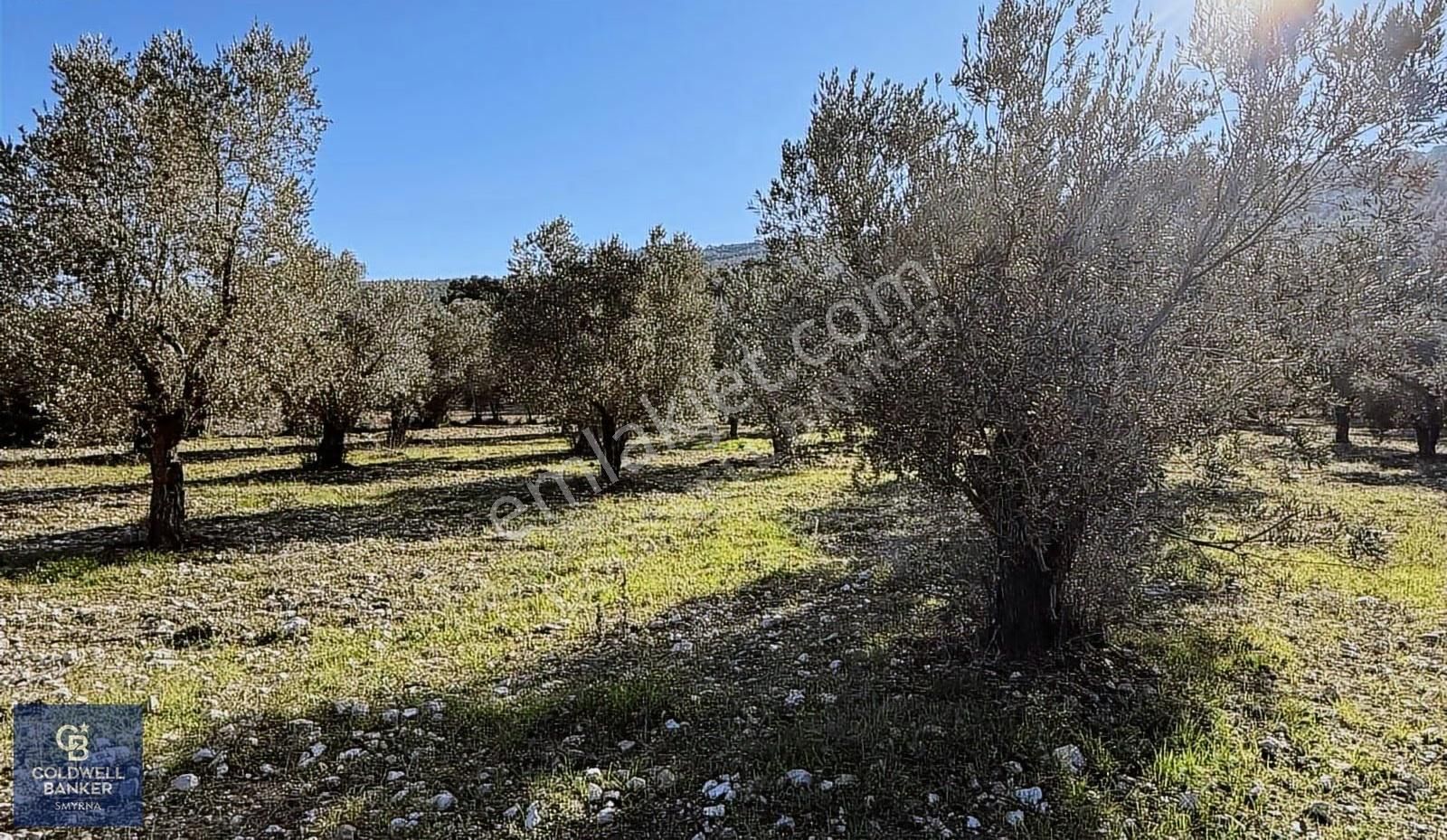 Urla Zeytinlerde Yola Cepheli 7503 M2 Zeytin Ağaçlı Tarla - Görsel 18