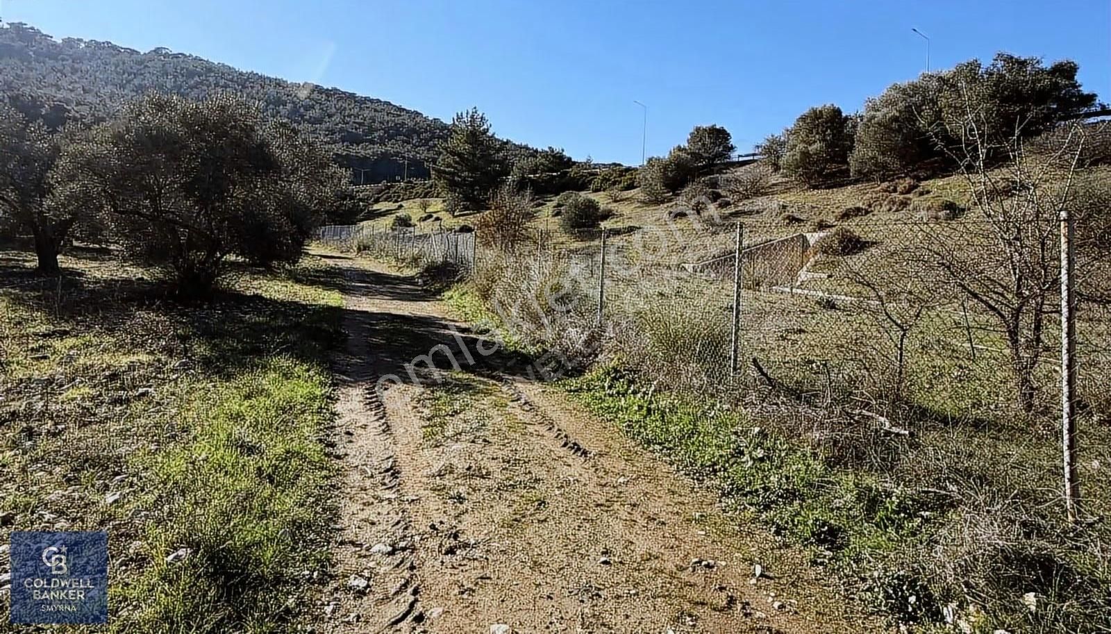 Urla Zeytinlerde Yola Cepheli 7503 M2 Zeytin Ağaçlı Tarla - Görsel 2