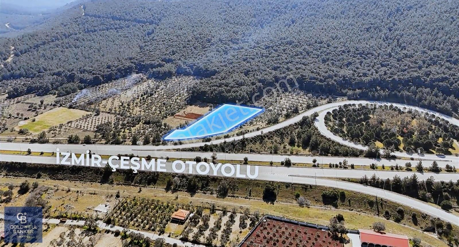 Urla Zeytinlerde Yola Cepheli 7503 M2 Zeytin Ağaçlı Tarla - Görsel 6