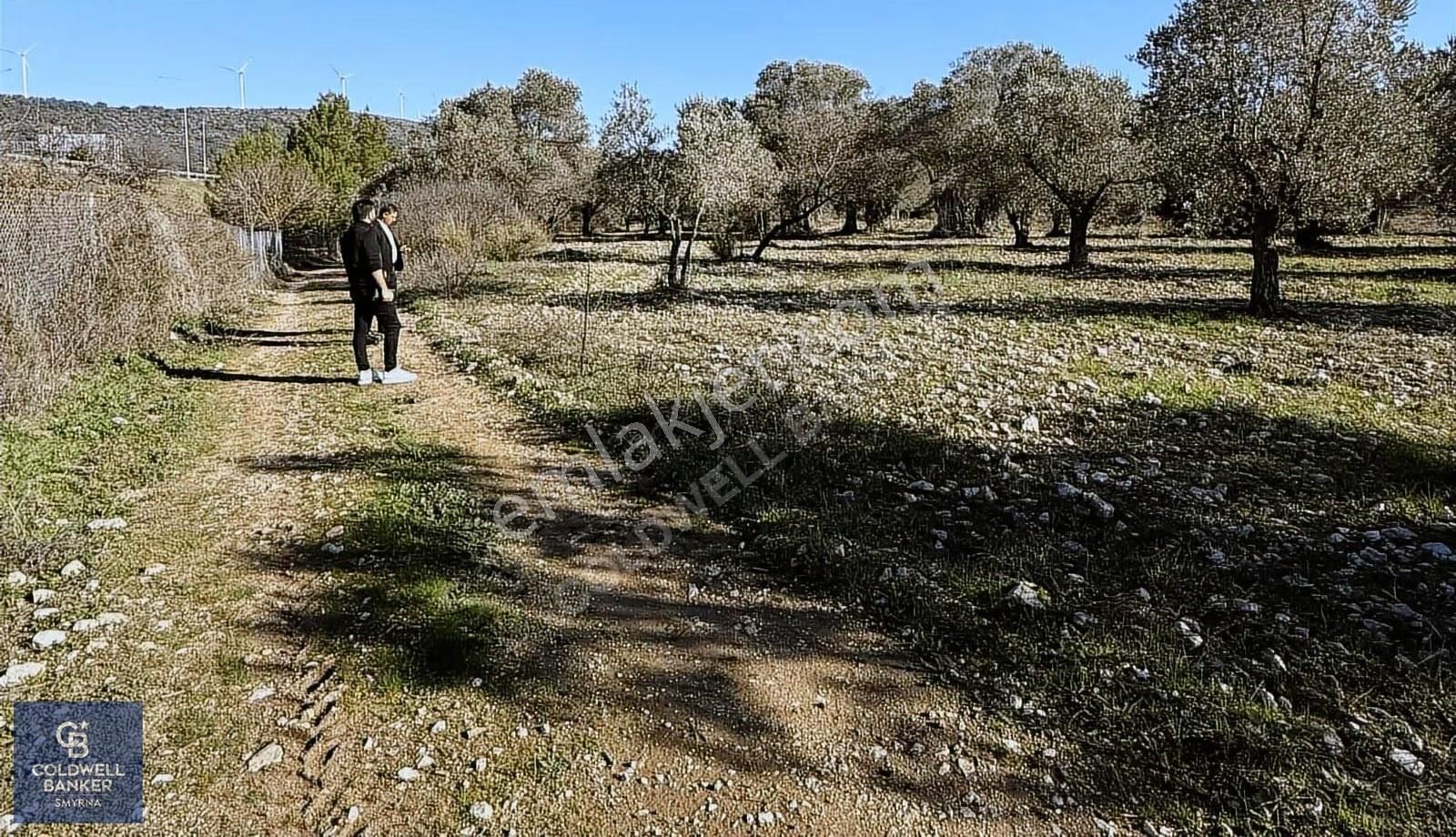 Urla Zeytinlerde Yola Cepheli 7503 M2 Zeytin Ağaçlı Tarla - Görsel 10