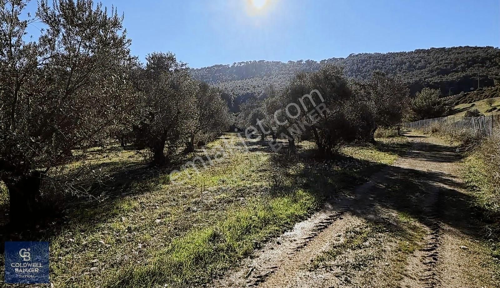 Urla Zeytinlerde Yola Cepheli 7503 M2 Zeytin Ağaçlı Tarla - Görsel 22