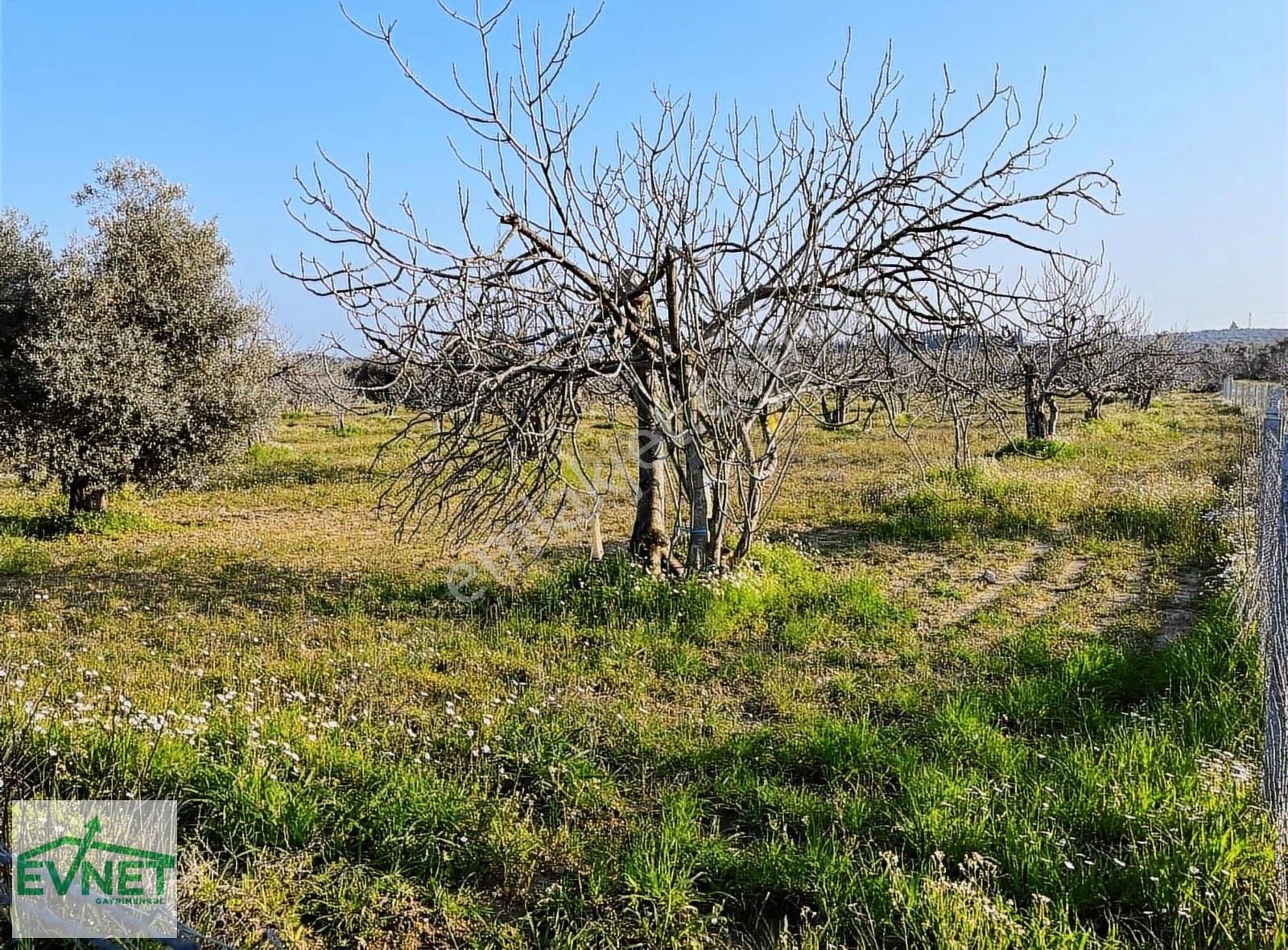 Ortaklar'da Emsallerin Altında Satılık İncir Ve Zeytin Bahçesi - Görsel 6