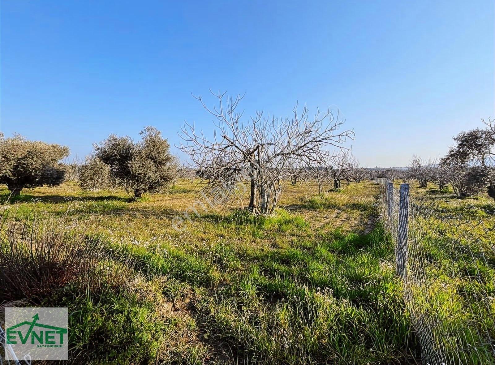 Ortaklar'da Emsallerin Altında Satılık İncir Ve Zeytin Bahçesi - Görsel 31