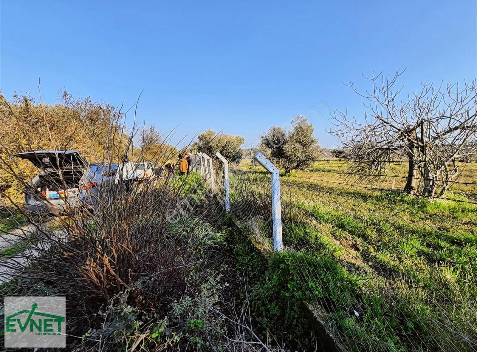 Ortaklar'da Emsallerin Altında Satılık İncir Ve Zeytin Bahçesi - Görsel 10