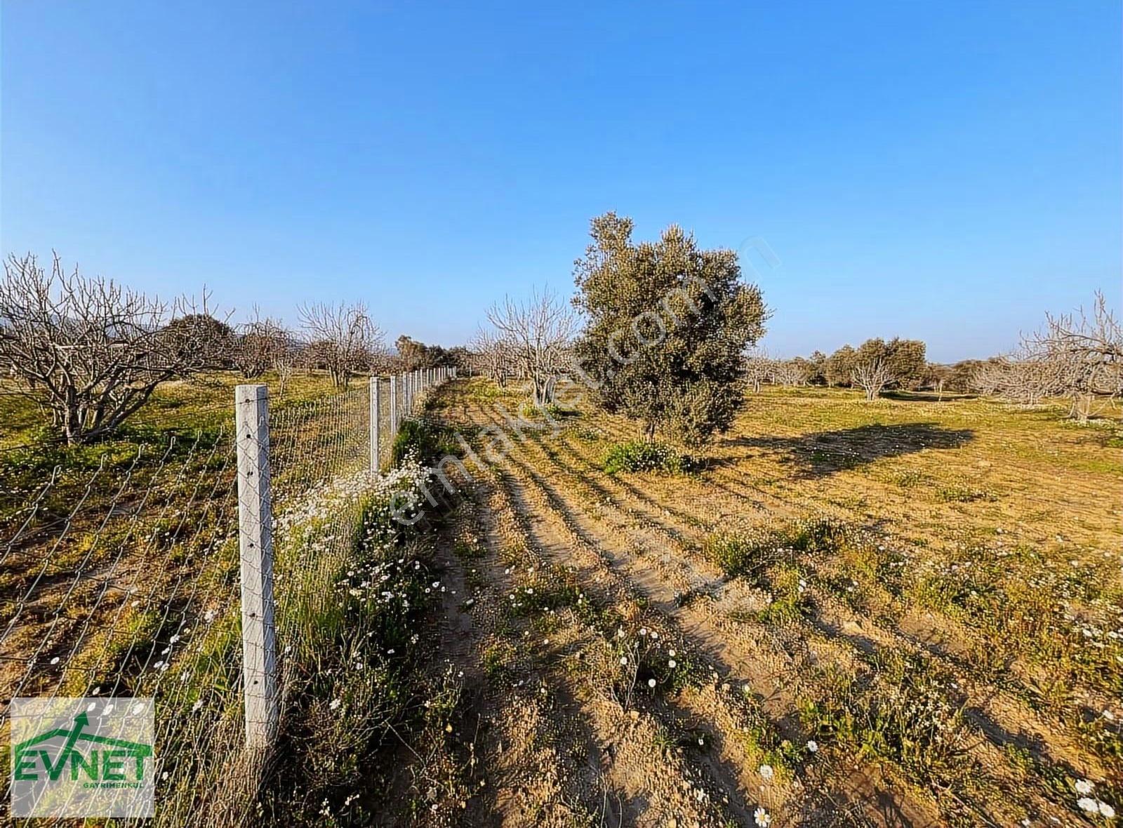 Ortaklar'da Emsallerin Altında Satılık İncir Ve Zeytin Bahçesi - Görsel 27